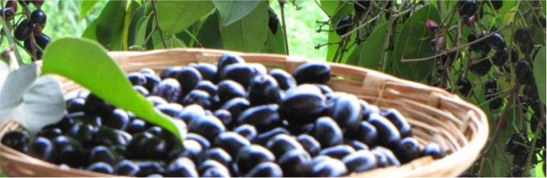 Black-plum-(Jamun)