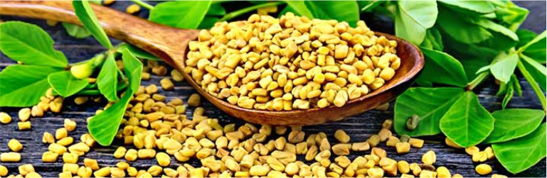 Fenugreek